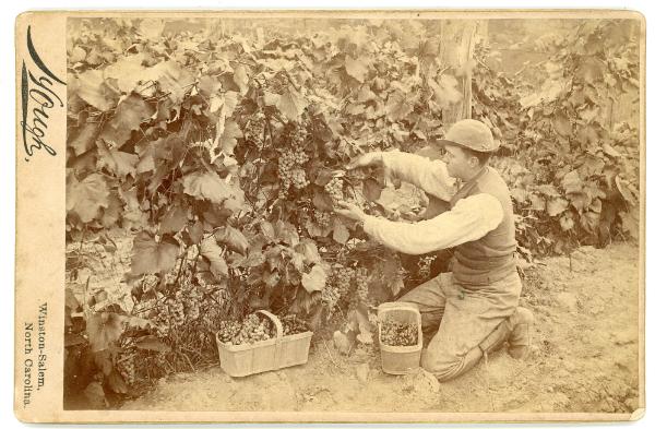 Grape Harvest; Ripley N.Y. 1887