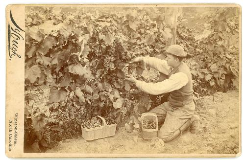 Grape Harvest; Ripley N.Y. 1887