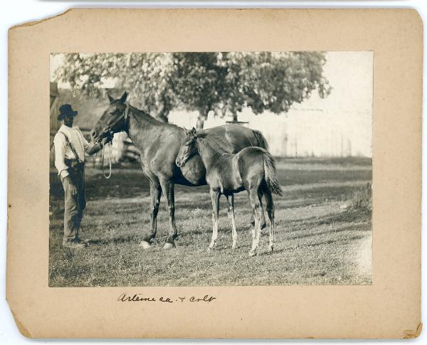 Man with Horse and Foal