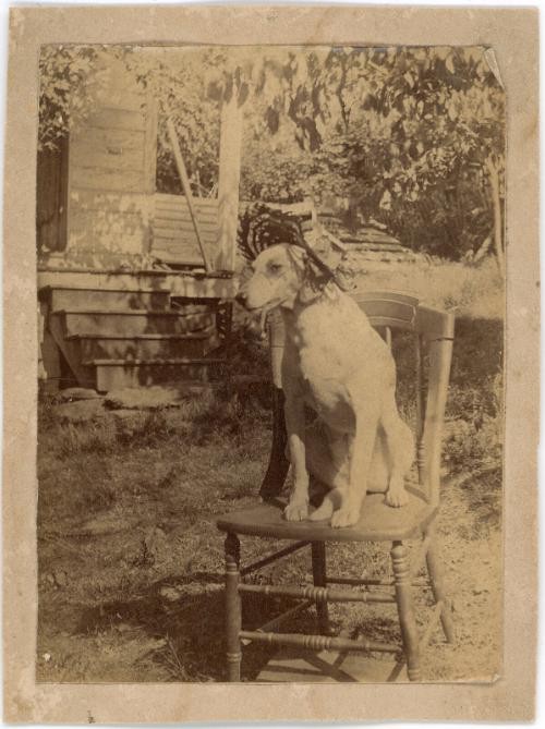 Dog in a Hat with a Pipe