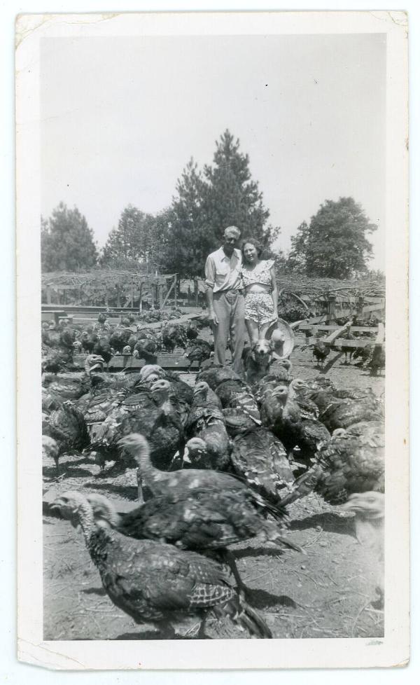 Turkey Farm