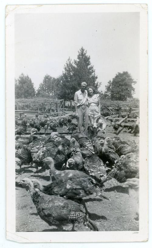 Turkey Farm