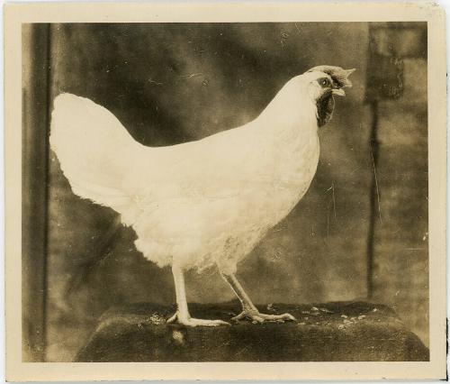 Grubel's Chickens 1