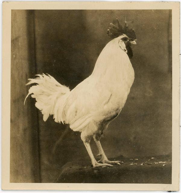 Grubel's Chickens 2