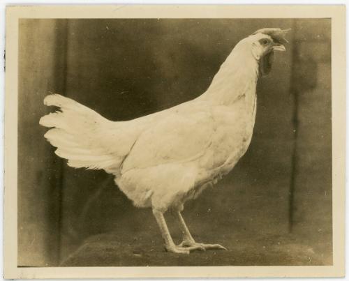Grubel's Chickens 3