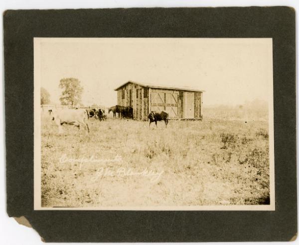 Cows & Horses by the Shed