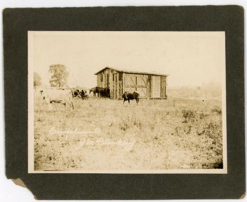 Cows & Horses by the Shed