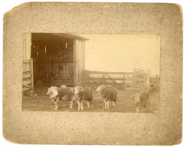 Papa's Sheep