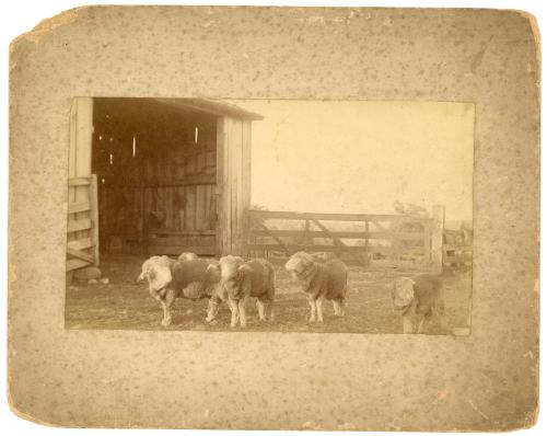 Papa's Sheep