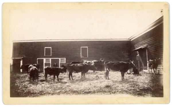 Cattle in the Barnyard