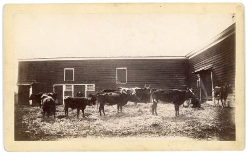 Cattle in the Barnyard