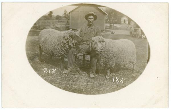 Man & Two Sheep