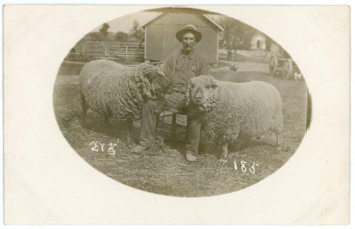 Man & Two Sheep