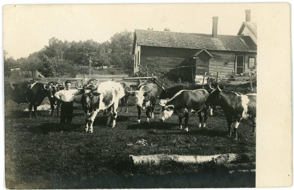 Man & Cattle in the Barnyard