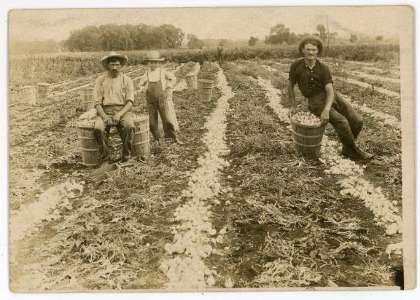 Harvesting