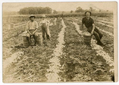 Harvesting