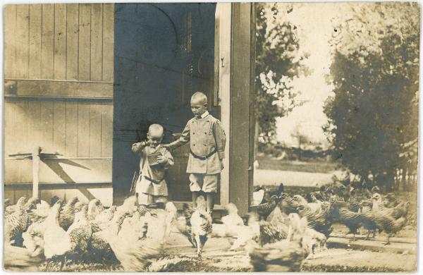 Feeding the Chickens