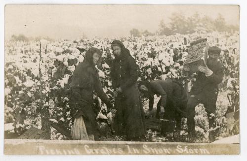 Picking Grapes in Snow Storm