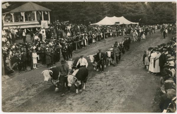 Cattle Parade