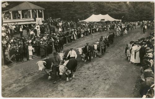 Cattle Parade