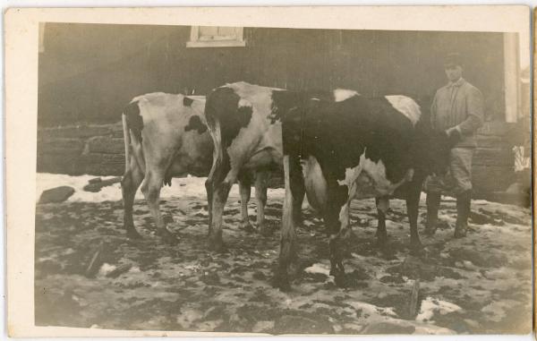 Man with Cows