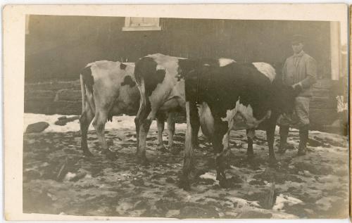 Man with Cows
