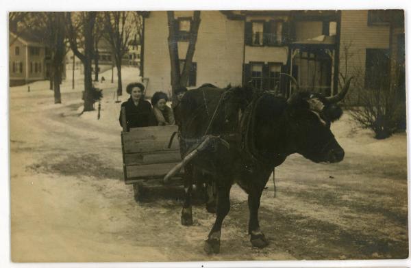 Oxen Pulled Cart