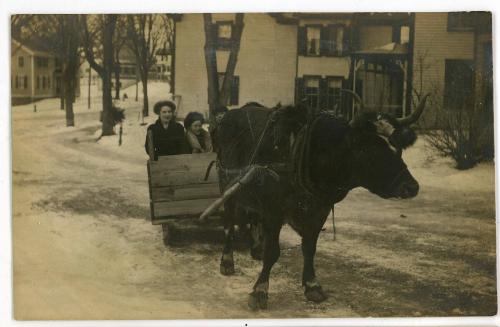 Oxen Pulled Cart