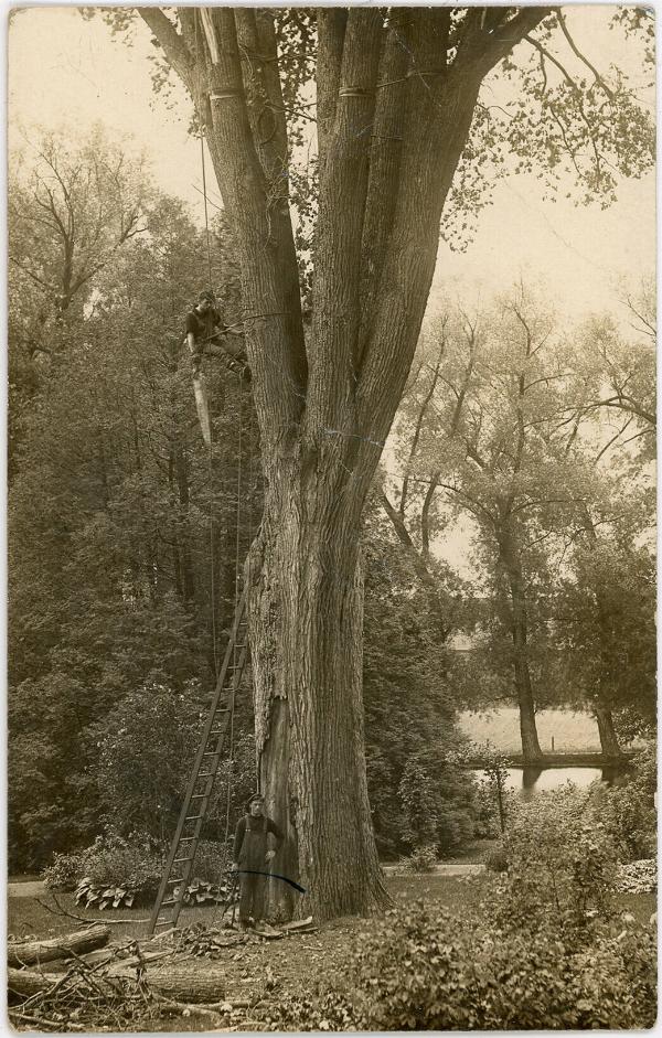 Two Men Doing Tree Work