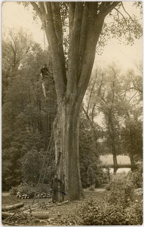 Two Men Doing Tree Work