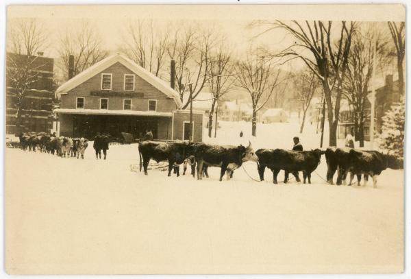 Oxen hitched to Plow Snow