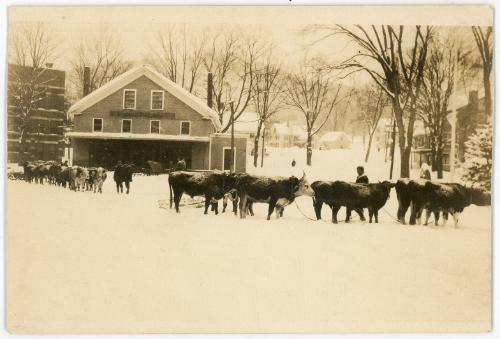 Oxen hitched to Plow Snow