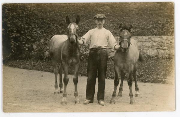 Boy With Two Foals