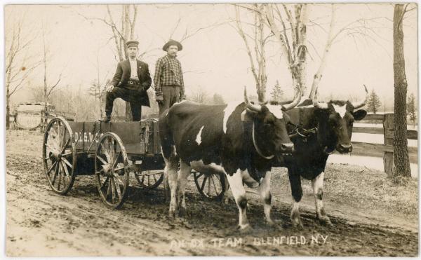An Ox Team- Glenfield, N.Y.
