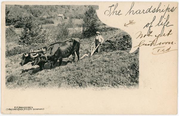 Plowing with Oxen