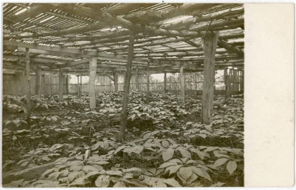 Ginseng Cultivation
