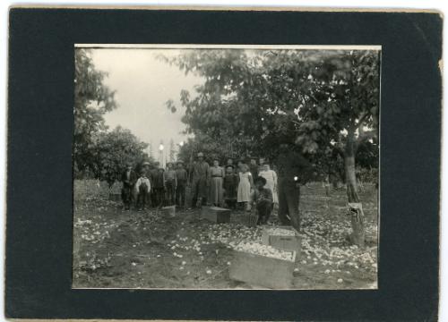Harvesting Group
