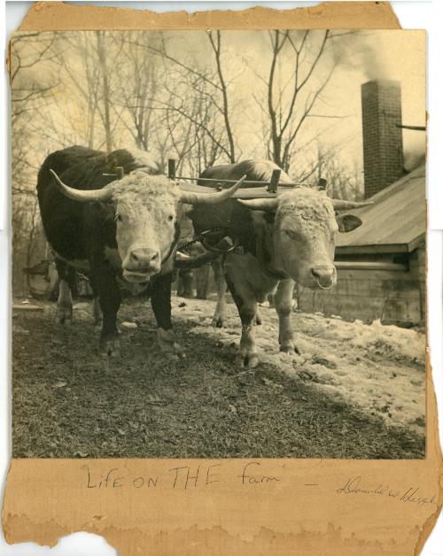 Life on the Farm- Donald W. Heigh