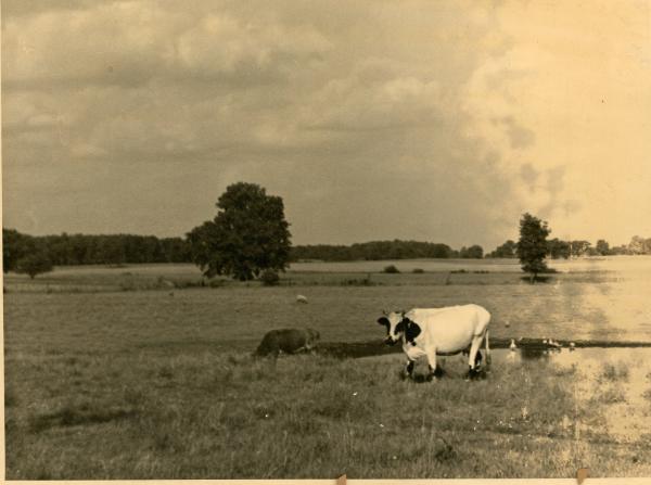 Cows in the Field