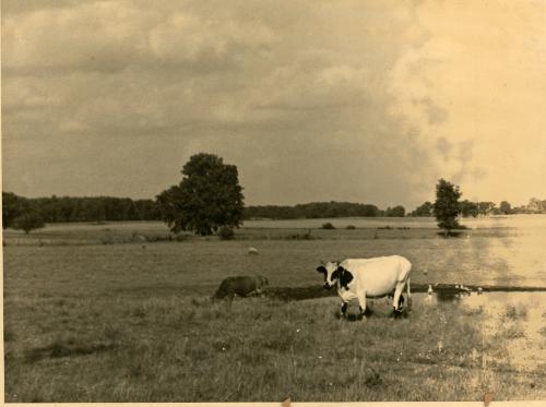 Cows in the Field