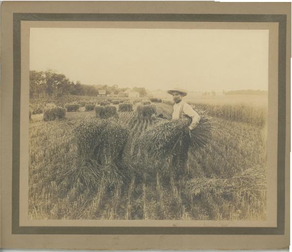 Harvesting Wheat