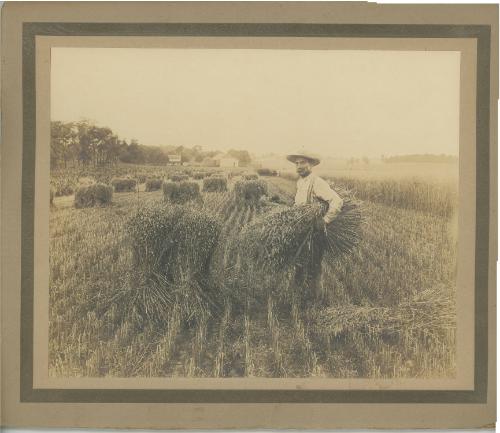 Harvesting Wheat