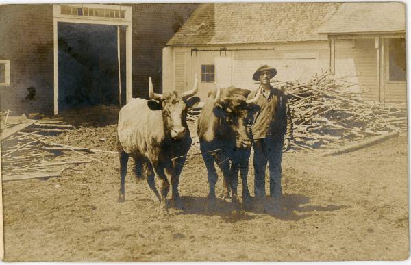 A Man and Two Oxen