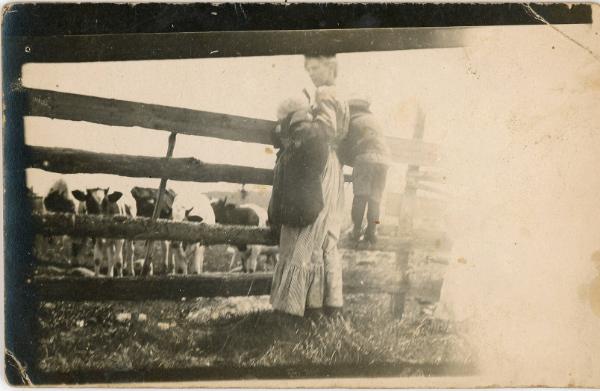 Watching the Cows