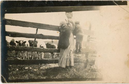 Watching the Cows