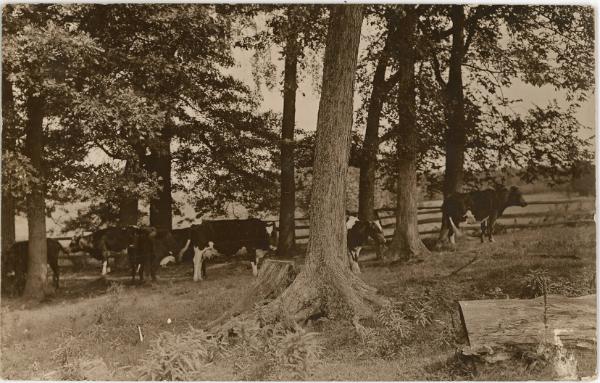 Cows in a Stand of Trees