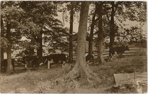 Cows in a Stand of Trees