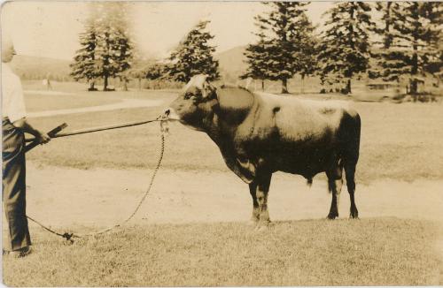 Man and Bull