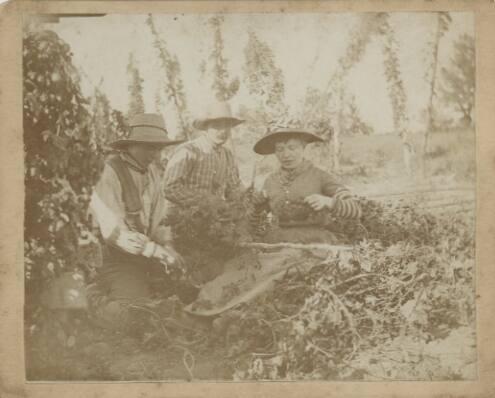 Hop Pickers