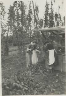 Hop Pickers